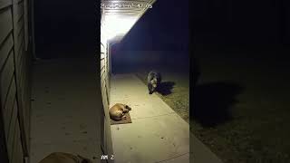 The bear keeps getting closer… is he hunting or curious?