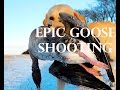 Epic Goose Shooting in Scotland