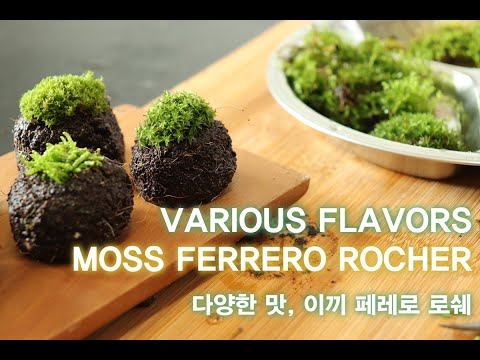 다양한 맛 이끼 페레로로쉐 Various flavors, moss ferrero rocher ㅣ먹으면 큰일나는 페레로로쉐