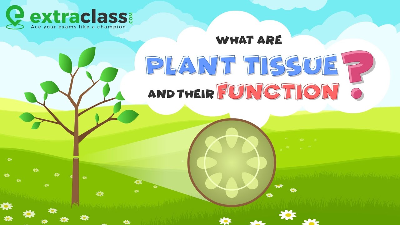 What Are Plant Tissue And Their Function Biology Extraclass What Are Plant Tissue And Their Function Biology Extraclass