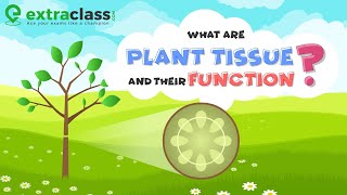 What are plant tissue and their function | Biology | Extraclass.com screenshot 1