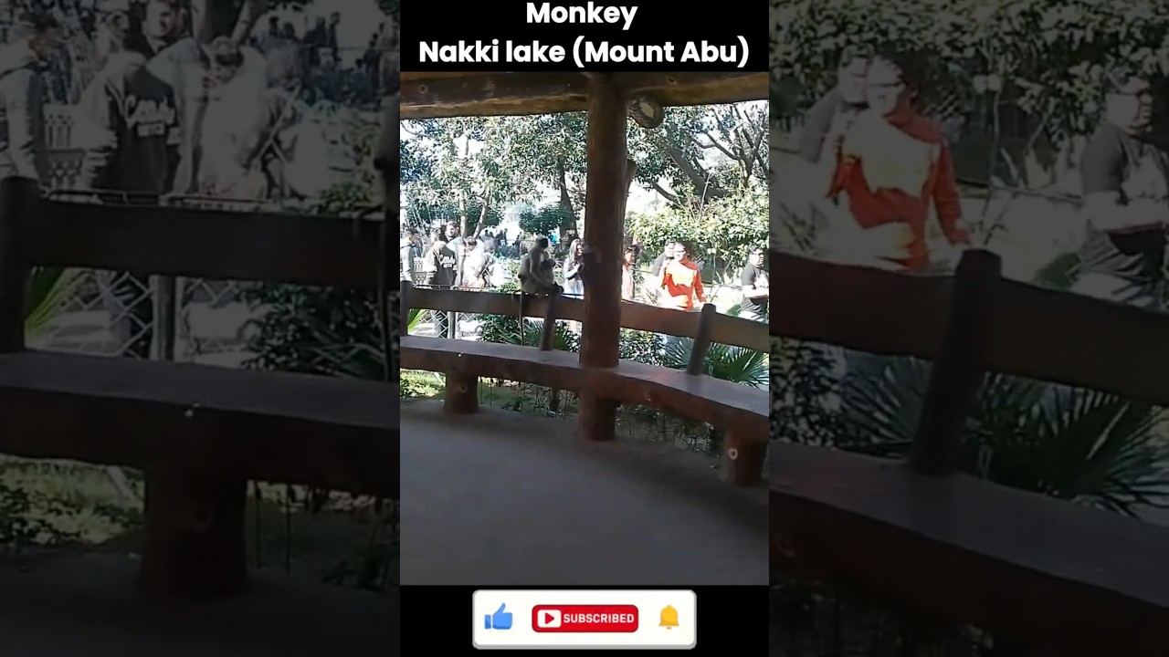 Wild Monkey Close Encounter 😱 | Nakki Lake Mount Abu