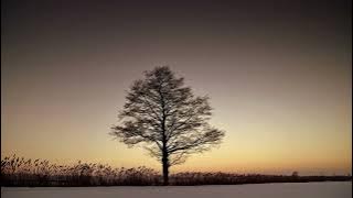 The Lonely Tree (Slowed   reverb)