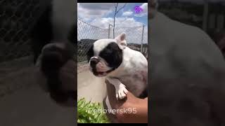 funny animals 2023 videos, Top funniest pets 2023 short 6