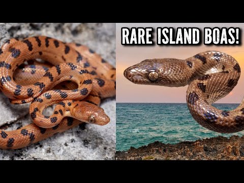 Island Boas in the Bahamas! Herping in the Caribbean