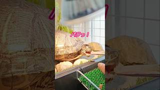 ②エサは水といっしょに飲み込むミズガメ #shorts