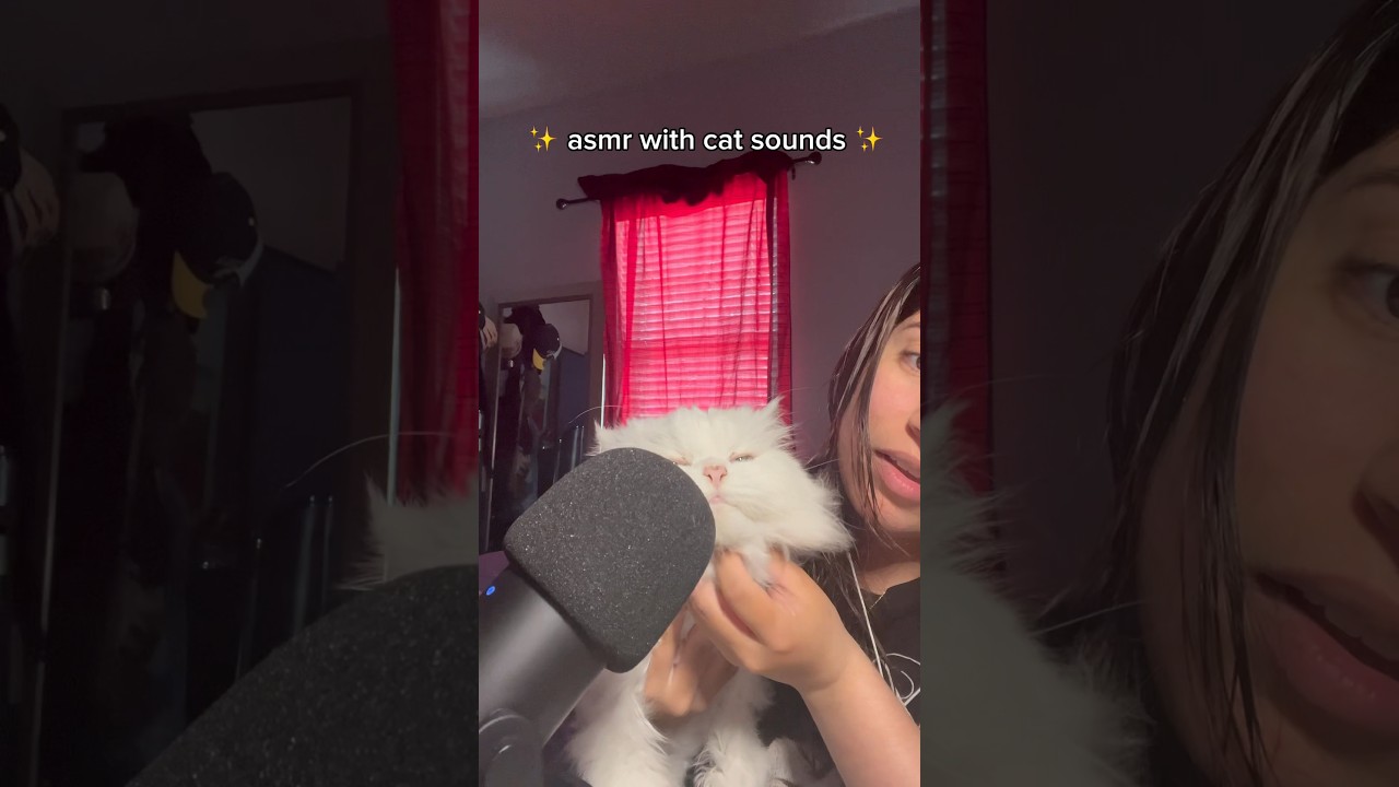 Asmr purring kitty 🤭🫶🏻 