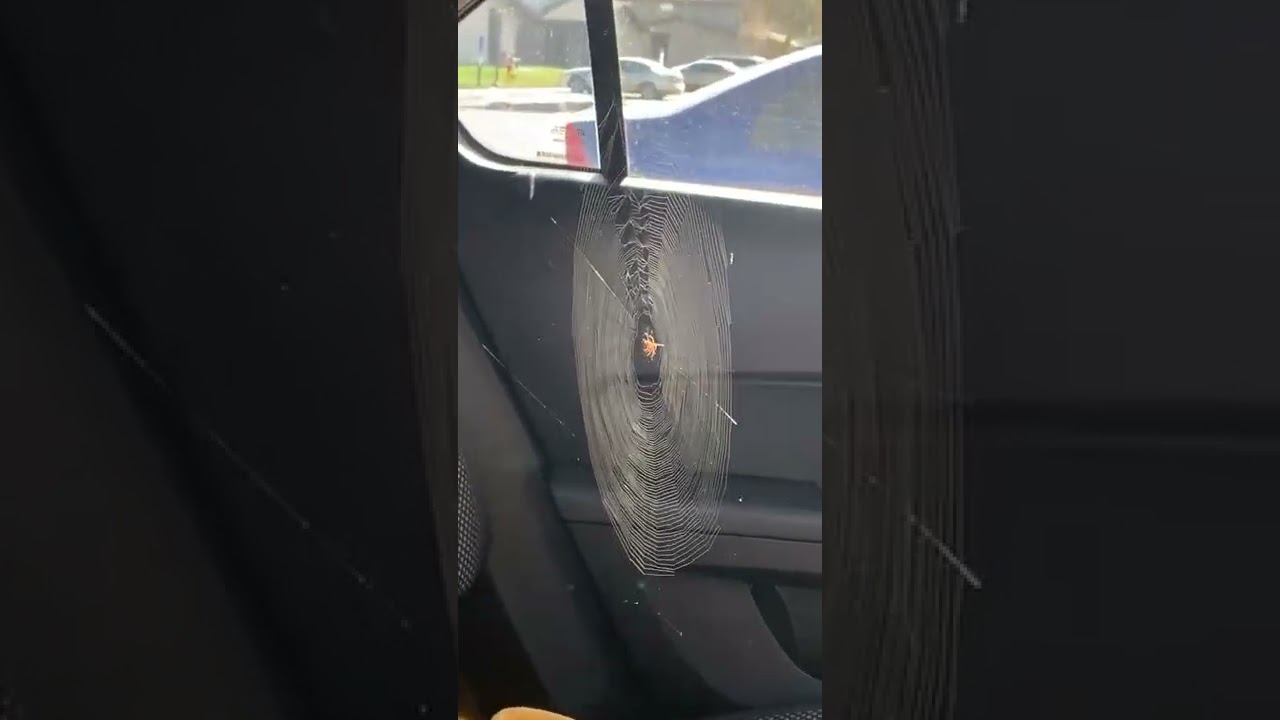 Spider Spins Entire Web Inside Of Car In Four Hours