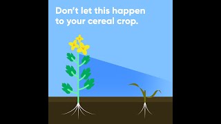 Control volunteer canola with Paradigm PRE