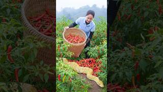 Surprising Harvest of Red Bell Peppers & Selling at the Local Market 🌿🌶️ | Farm Life Tropics