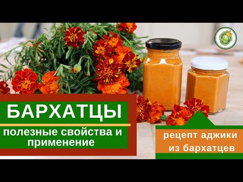 БАРХАТЦЫ (чернобривцы) - полезные свойства и применение//Супер рецепт аджики из бархатцев