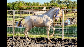 Mariahs Amora Pure Spanish Andalusian Smokey Black Pear filly for sale