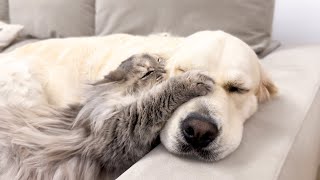 Funny Cat Refuses to be Ignored by a Golden Retriever