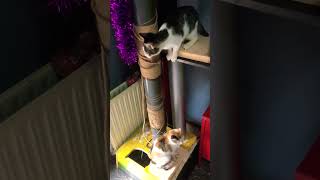 Viva la vida LOCA 🤪 #viral #cat #trending #cute #parati #foryou #funil #gatos #love #pets #youtube
