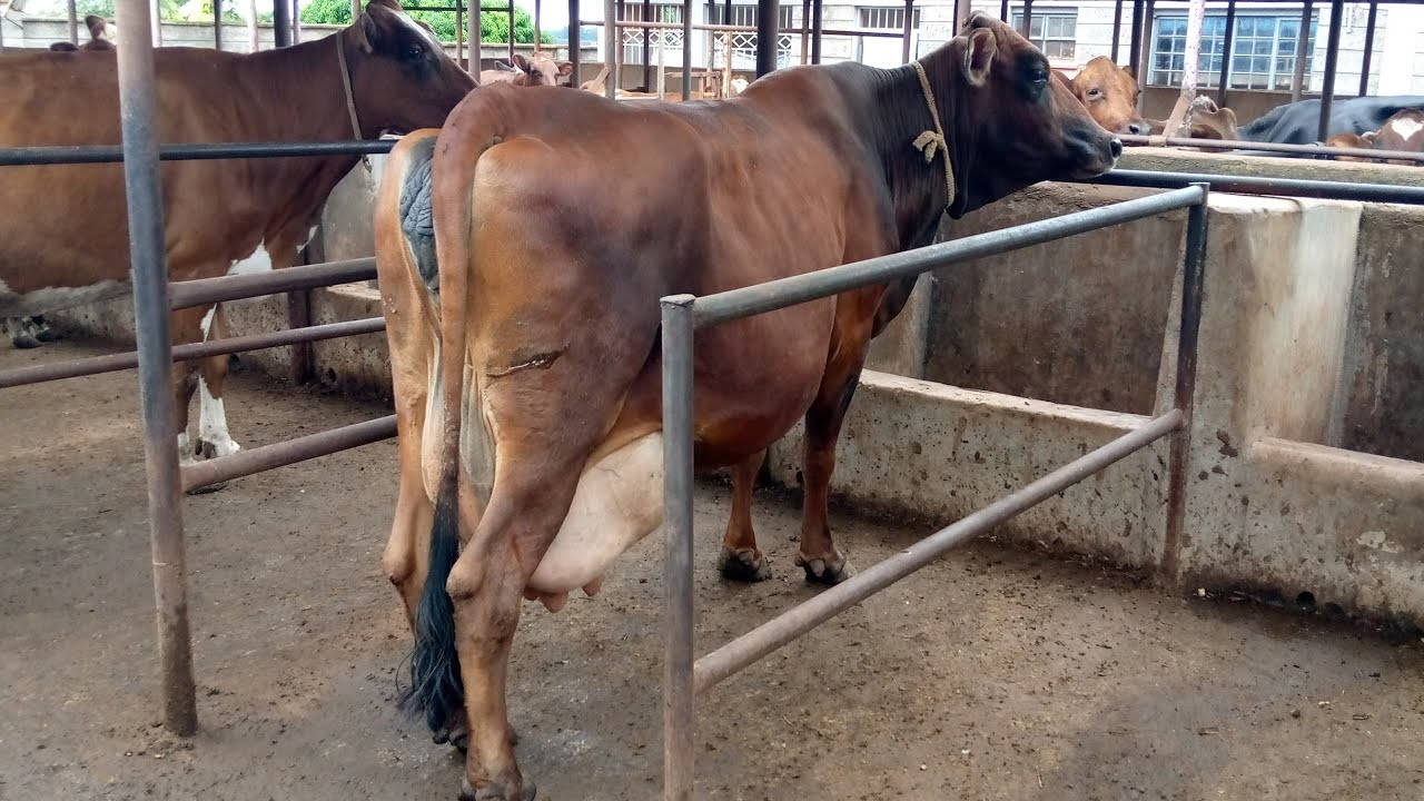 A modern dairy cow shed building a simple dairy cow house cow farm