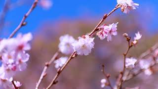 Jomine Park is known for Japan’s big three winter cherry blossoms.