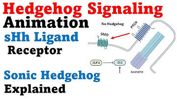 Hedgehog signaling pathway | Sonic Hedgehog protein Hh