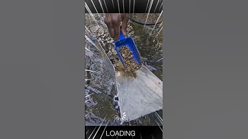 cận cảnh một người làm nghề đãi cát tìm vàng #gold #shorts