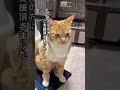 人間に蹴り上げられ緊急手術【外傷性横隔膜ヘルニア手術】 #子ネコ #保護猫 #猫のいる暮らし #ネコ #cat #ねこたんの解説 #かわいい猫 #いい話 #いぬのいる生活 #ねこ