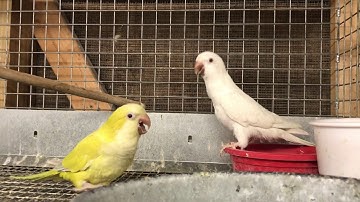 Quaker Mutations by •Yhoser Herrera •