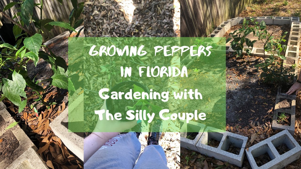 Growing Peppers in Florida Gardening with the Silly Couple YouTube