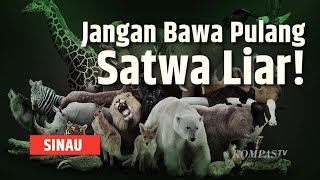 Alasan Penting Mengapa Satwa Liar Tidak Boleh Dipelihara|SINAU