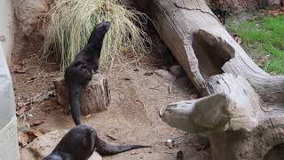 African Spotted-Necked Otters Scent Marking