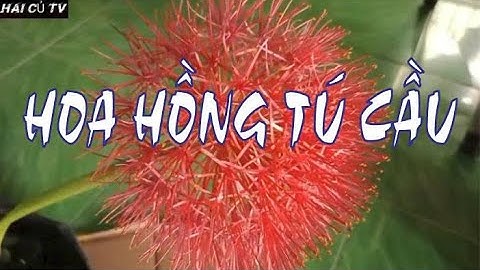VẺ ĐẸP CỦA HOA HỒNG TÚ CẦU