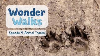 Animal Tracks for Kids 🐾 Who Made These Tracks? (Nature Science)