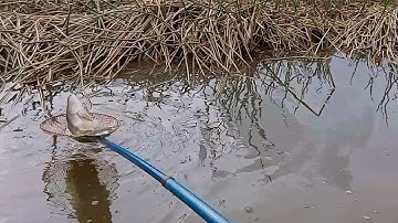 kích cá vuông tôm miền tây | kích cá lóc đồng miền tây kích xung thực tế 678