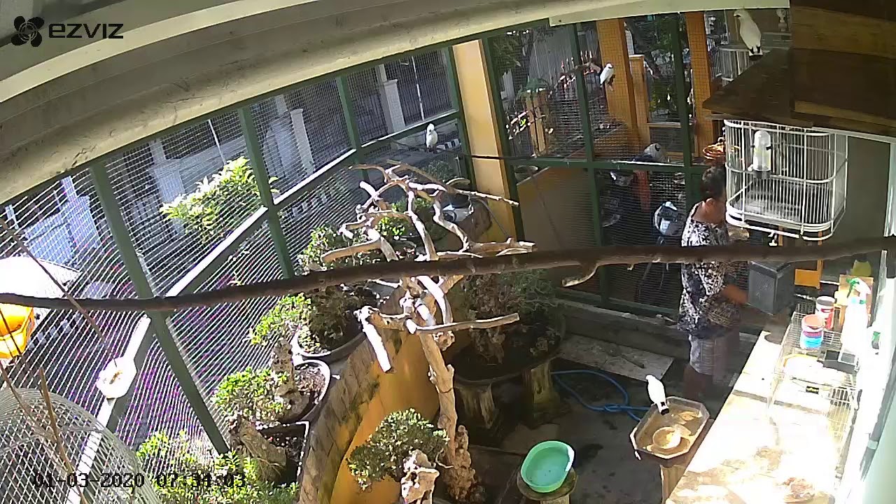 Indahnya memelihara burung jalak bali dikandang koloni 