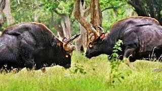 EL PODER DEL GAUR. EL ASESIN0 DE TIGRES CON ESTEROIDES 😨😨