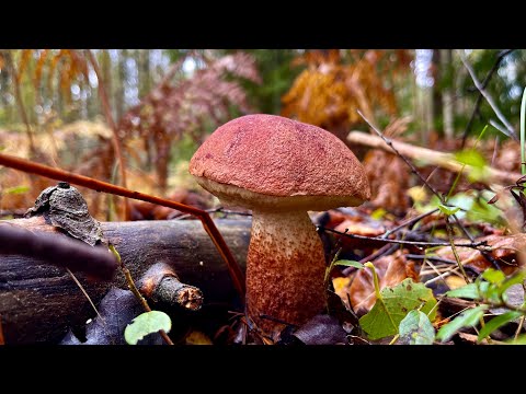 Поздние Грибы в конце октября! Грибы