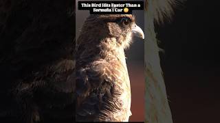 This Bird Hits Faster Than a Formula 1 Car 😳