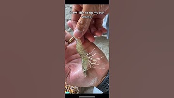 How I rig LIVE SHRIMP when pier fishing. #shorts