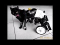 Cat wheelchair by Pet Mobility