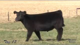 2015 Jones Show Cattle Online Steer Heifer Sale Tag 17