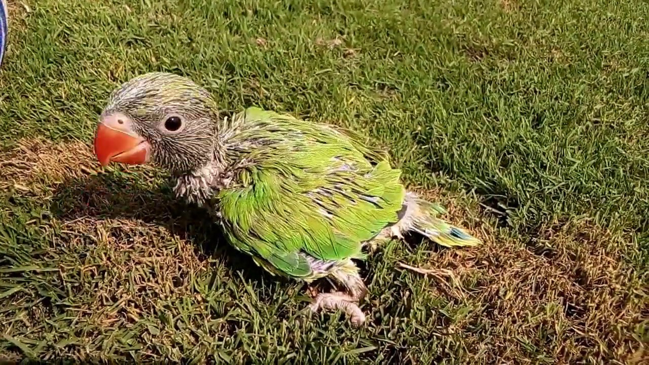 green Parrot chicks natural sound - YouTube