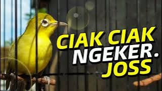 Pancingan Kecial Kuning Paling Ampuh Ciak Ngeker Joss | PEPADU KECIAL