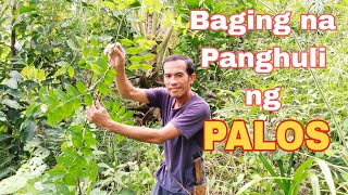 Baging Na Panghuli ng Palos||Dalayap Bakir in Ilocano||JO FISHING HUNTING CHANNEL