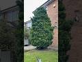 Conifer Trim This Afternoon Oddlysatisfying Satisfying Garden Gardening Timelapse Fyp Conifer Trim This Afternoon Oddlysatisfying Satisfying Garden Gardening Timelapse Fyp
