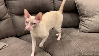 Apollo and Violet having fun…. by ReikiRex Cornish Rex Cats 67 views 2 years ago 2 minutes, 19 seconds