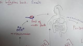 FASCIOLA HEPATICA || LIVER FLUKE || STRUCTURE || LIFE CYCLE || SYMPTOMS || TREATMENT || BY PHANINDRA