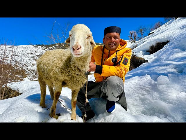 Lamb Cooking For Whole Village | Whole Lamb Cooking |Mubashir Saddique | Village Food Secrets class=