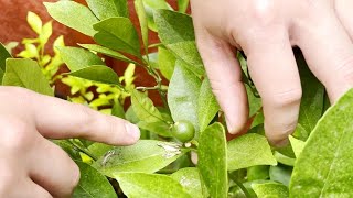 Citrus Fruits And Flowers Dropping!!  | Easy Tips To Fix It In No Time!!! Resimi