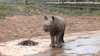 Chester Zoo’s Rhino Calf Enjoys Muddy Puddles