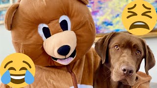 Funny Dog Reaction to Bear Costume - Pranking Dog with Bear Costume-Funny Dog Video|Chuck the Lab