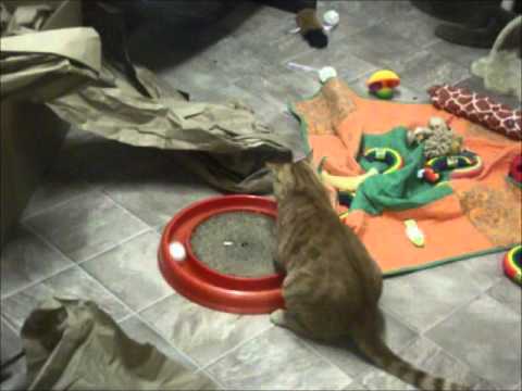 special needs animals for adoption near me richey vs turbo scratcher
