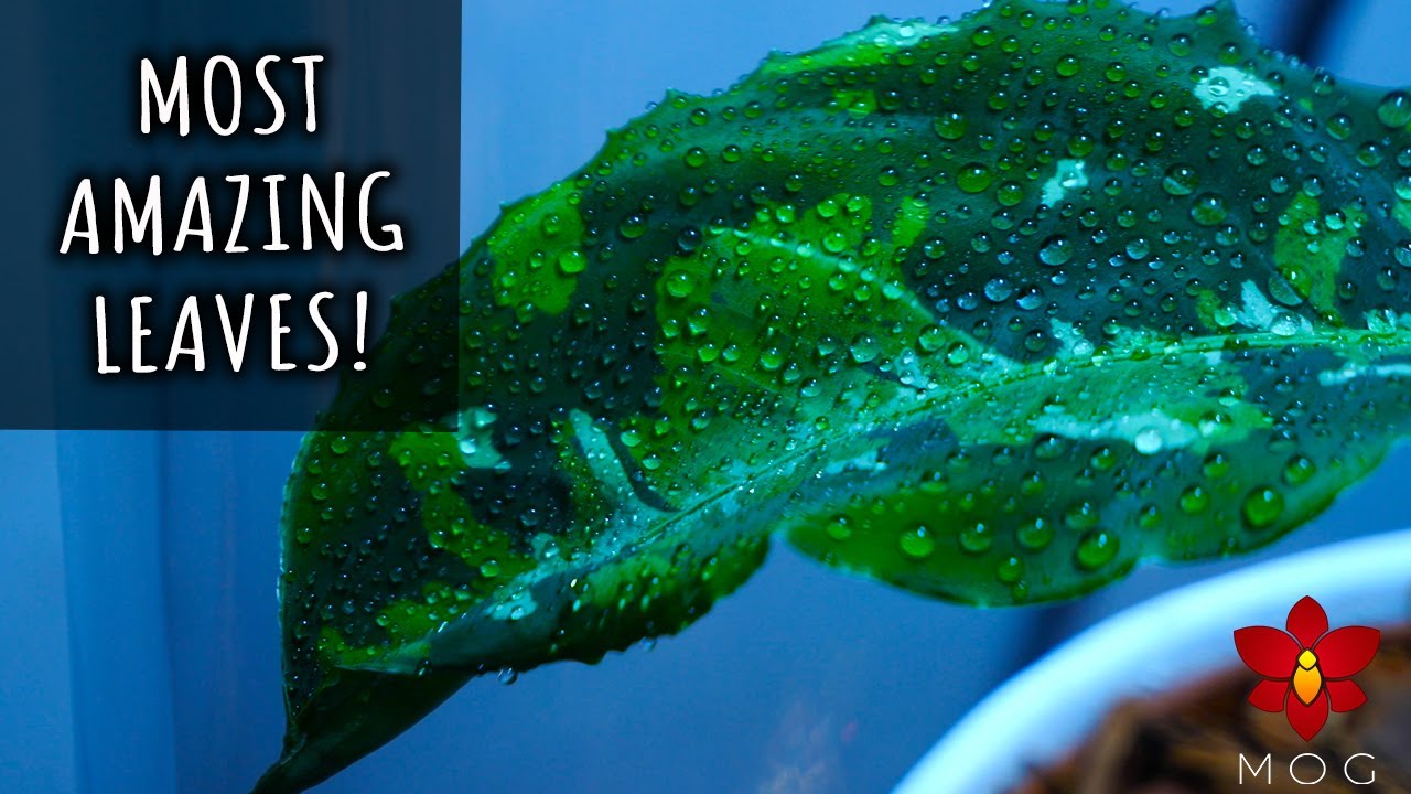 How I grow the most beautiful, but trickiest, foliage houseplant I have! | Aglaonema pictum Tricolor