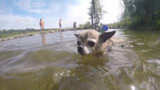 Chihuahua Swims Across the Mississippi River